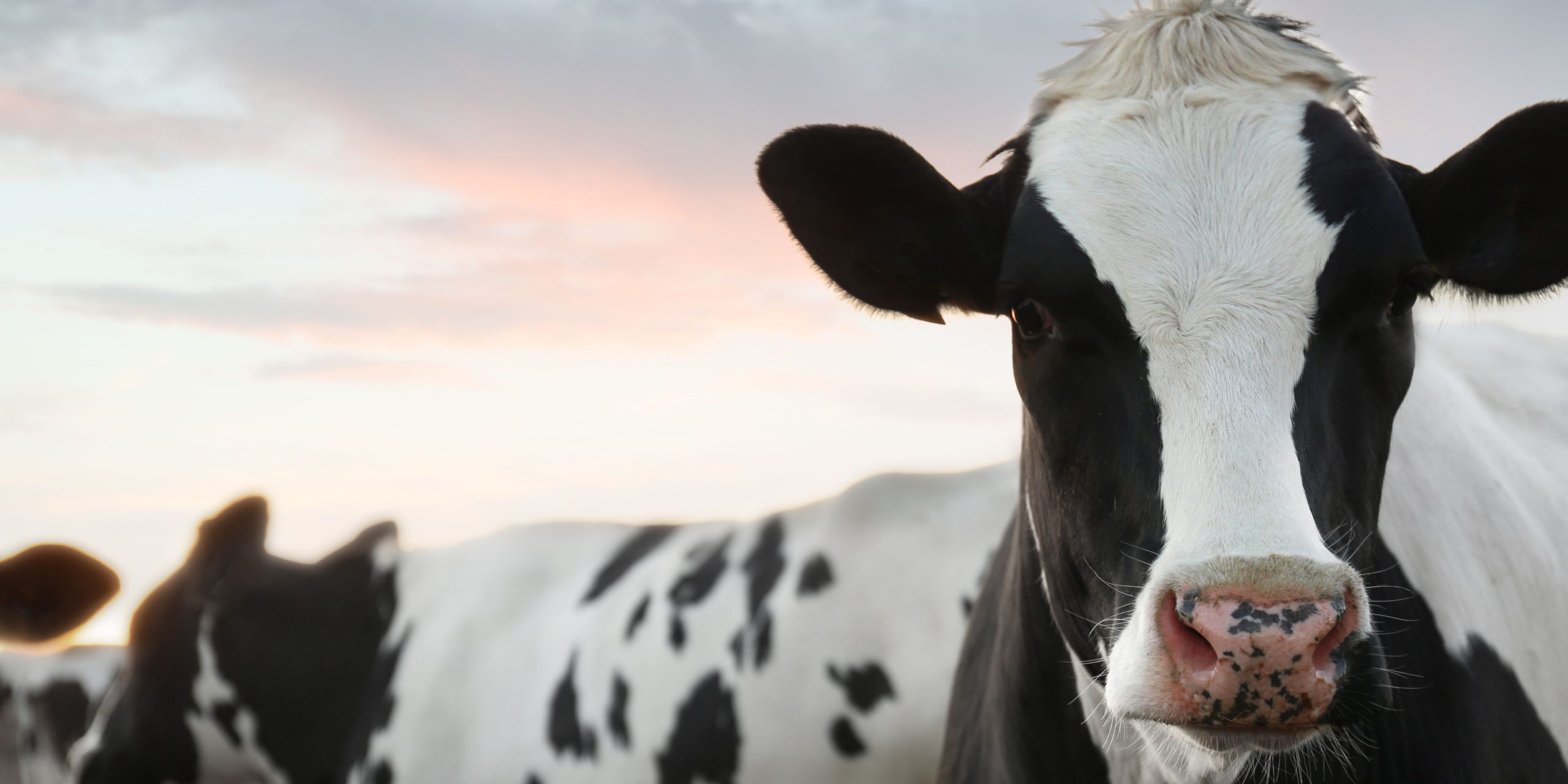 ioT used in agriculture